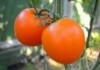 rashhivanie-pomidorovvteplitse1