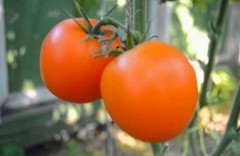 rashhivanie-pomidorovvteplitse1