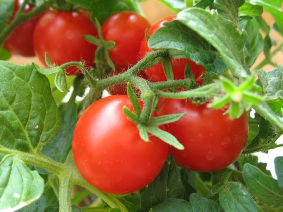rashhivanie-pomidorovvteplitse2