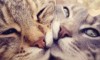 cats_love1