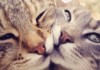 cats_love1