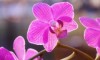 orchids_01