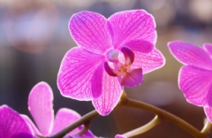 orchids_01