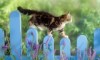 cat-fence-animals-lavender-climbing