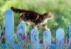cat-fence-animals-lavender-climbing