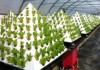 sweet-inspiration-hydroponic-gardens-manificent-design-1000-images-about-diy-gardening