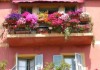 cvety-dlya-balkona