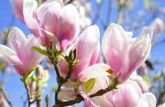 magnolia-flower