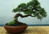 bonsia