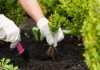 Летние работы в саду - что можно сажать, как ухаживать за растениями
